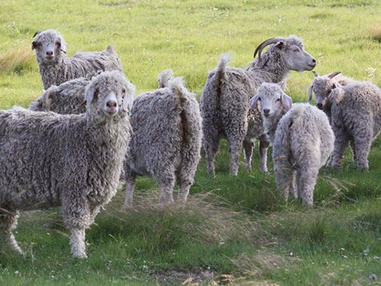 Angora Goats