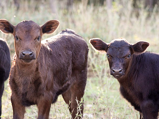 Livestock thumbnail