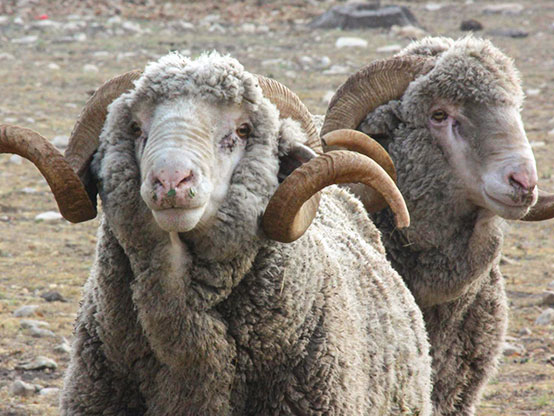 Rambouillet Sheep