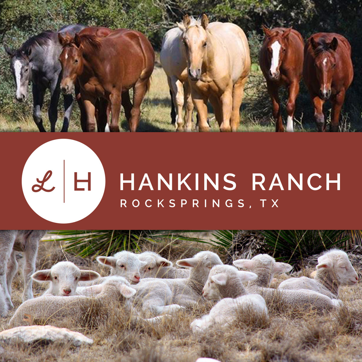 Lorelei Hankins Ranch American Quarter Horse Breeder Rocksprings, Texas